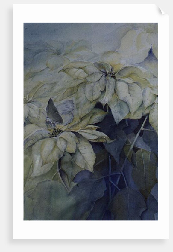 White Poinsettia by Karen Armitage