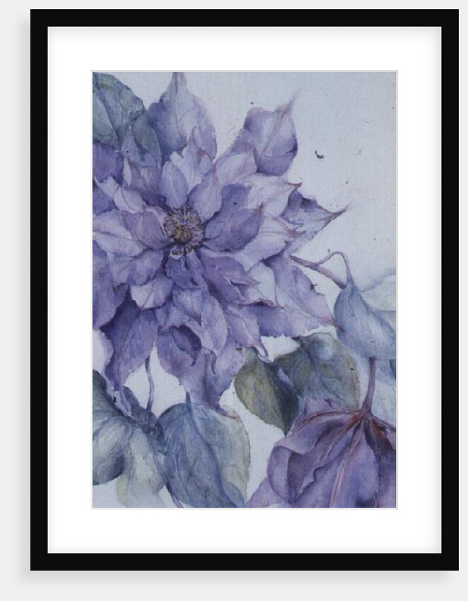 Clematis, Lord Neville by Karen Armitage