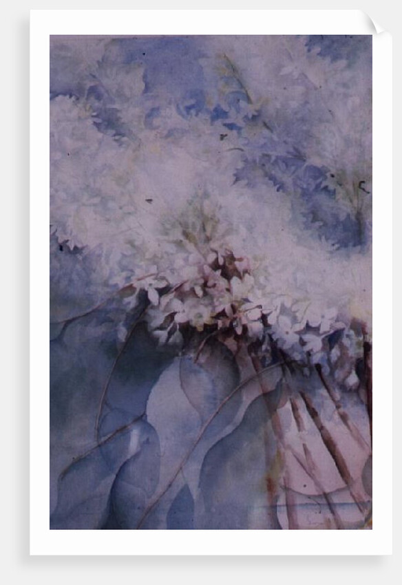 Lilac, Maud Norcut by Karen Armitage