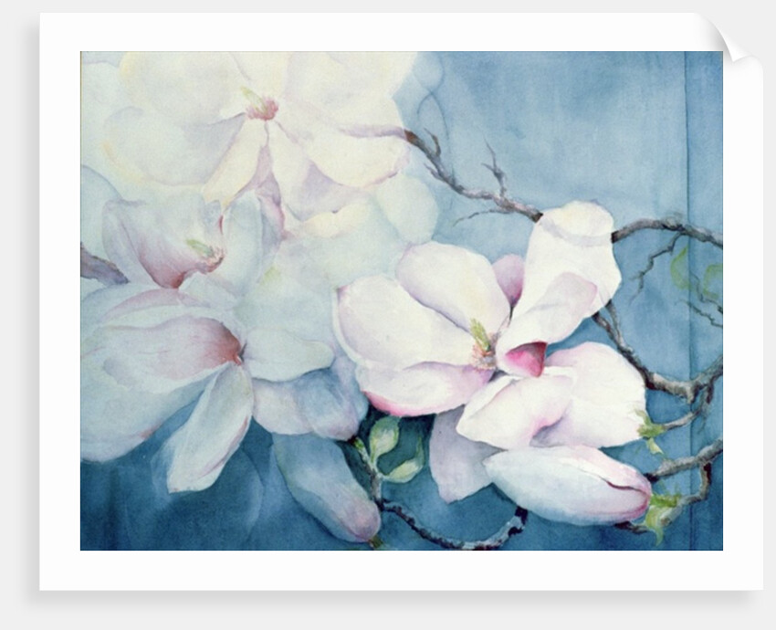 Magnolia Soulangeana (horizontal) by Karen Armitage