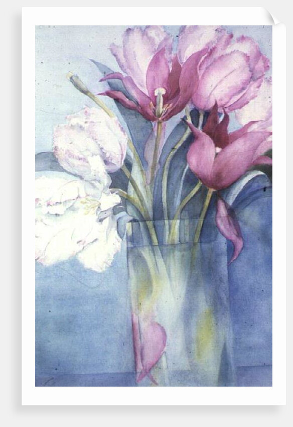 Pink Parrot Tulips and Marlette by Karen Armitage