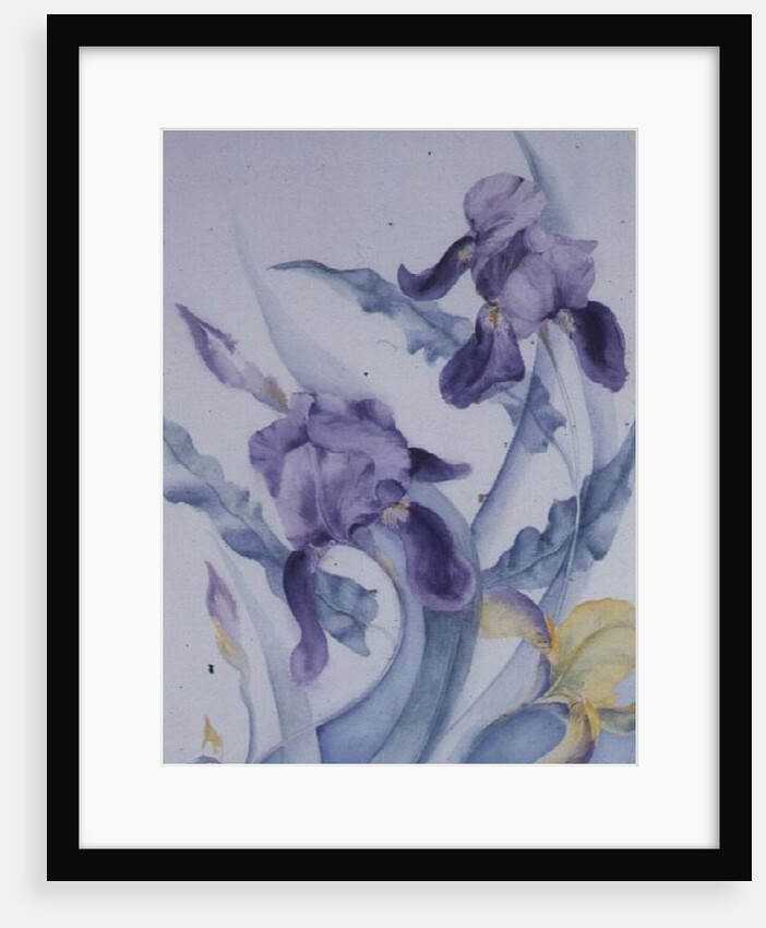 Iris, blue Mare by Karen Armitage