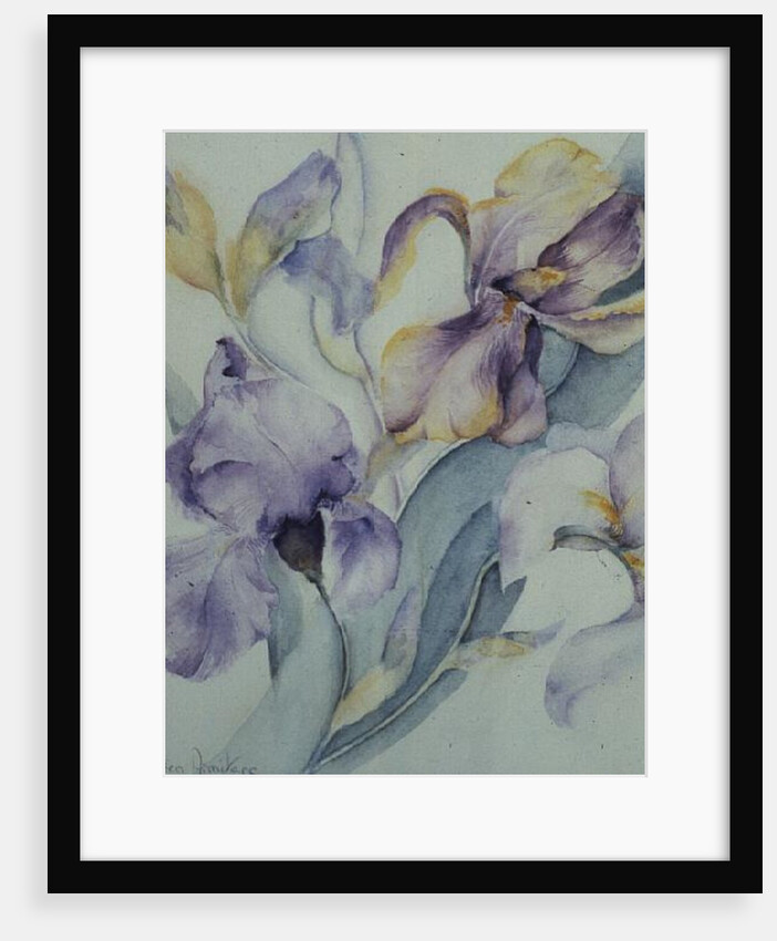 Iris mixed, Ola Kale and Mary Todd by Karen Armitage