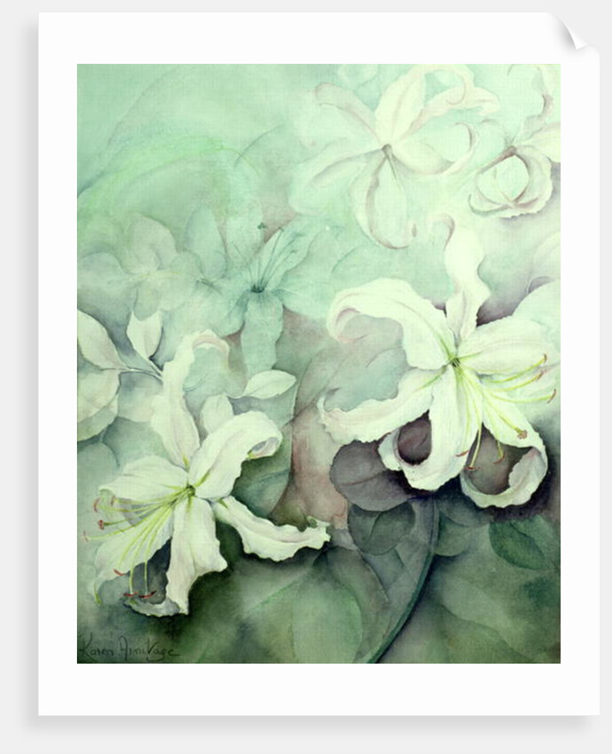 Lilies, white Auratum by Karen Armitage