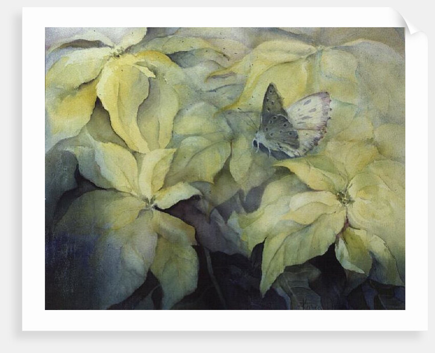Cream Poinsettia with butterfly by Karen Armitage