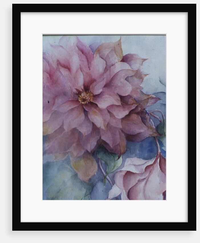 Clematis Vyvyan Penell by Karen Armitage