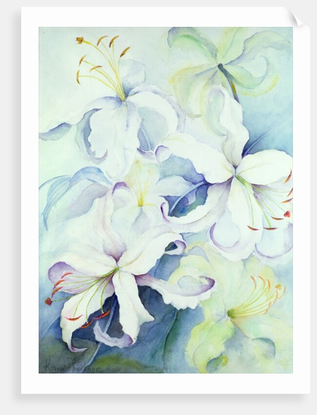 Lilium, Imperial Gold by Karen Armitage