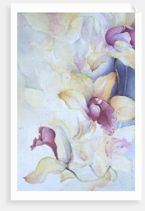 Orchid, Cymbidium, Prince Charles by Karen Armitage