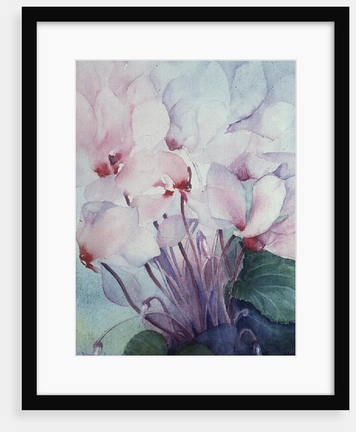 Pink Cyclamen, Victoria by Karen Armitage