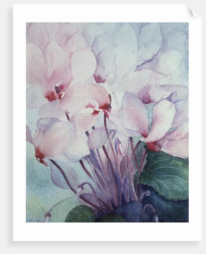 Pink Cyclamen, Victoria by Karen Armitage