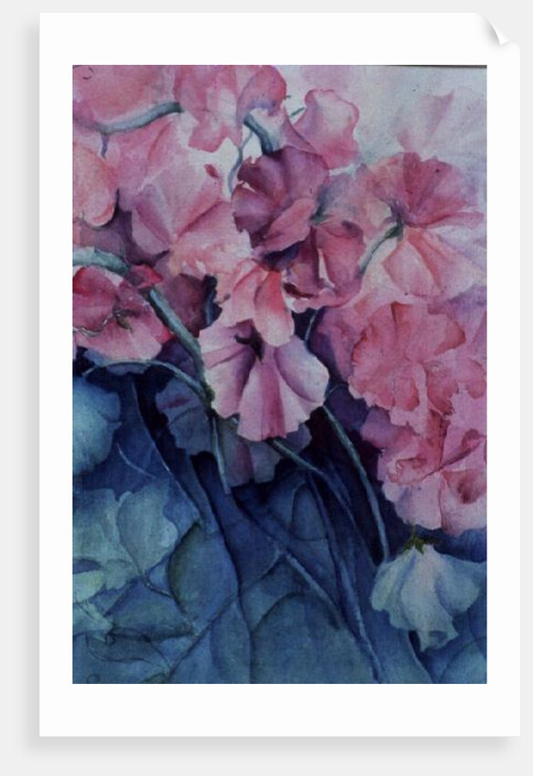 Sweet Peas, Pink Pride (vertical) by Karen Armitage