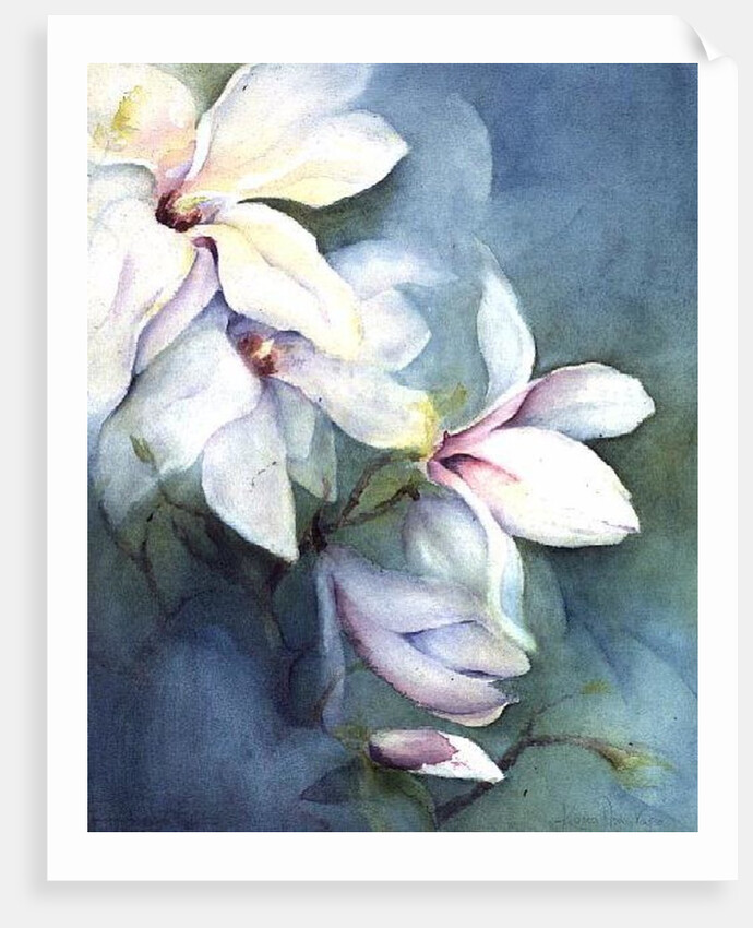 Magnolia Dedudata by Karen Armitage