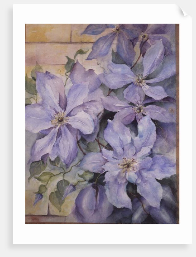 Clematis, The President by Karen Armitage