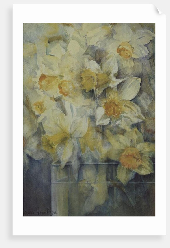 Spring Time, mixed daffodils in tank No 3., Mrs Krelage, Ice Follies and Fortune by Karen Armitage