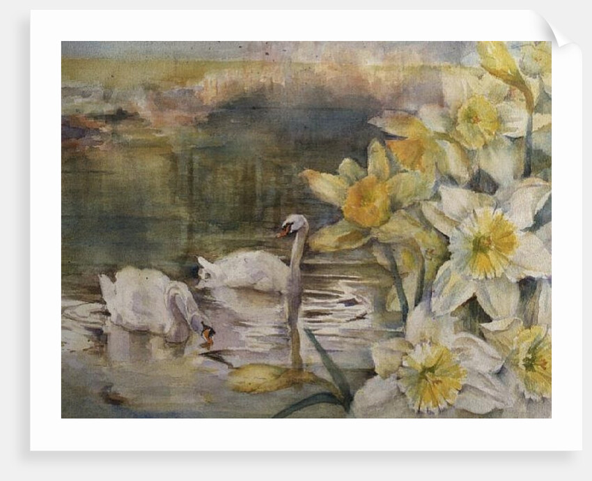 Swans at Hurst by Karen Armitage