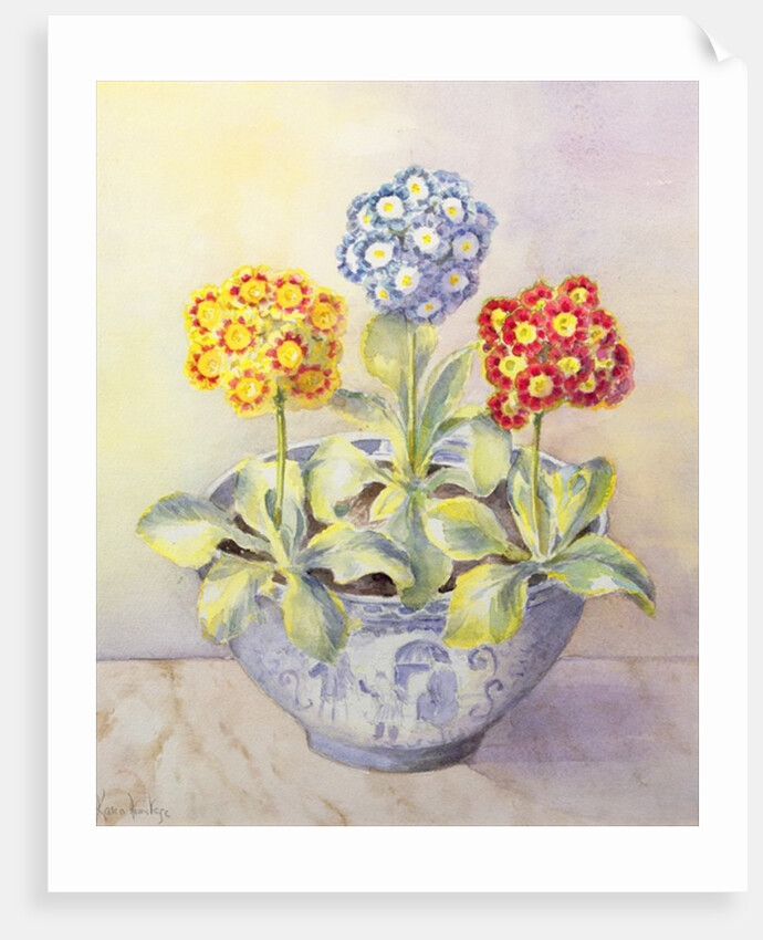 Auricula in a Chinese Pot by Karen Armitage