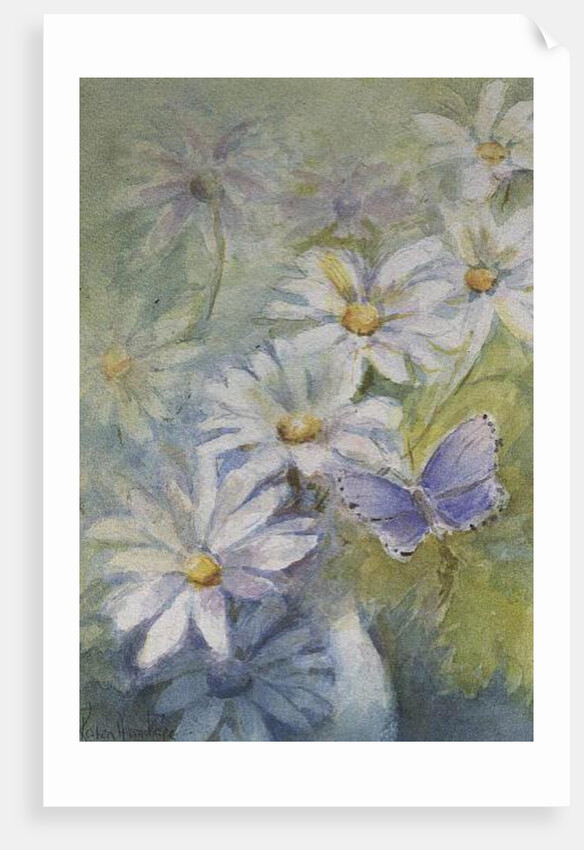 Common Blue on Daisies by Karen Armitage