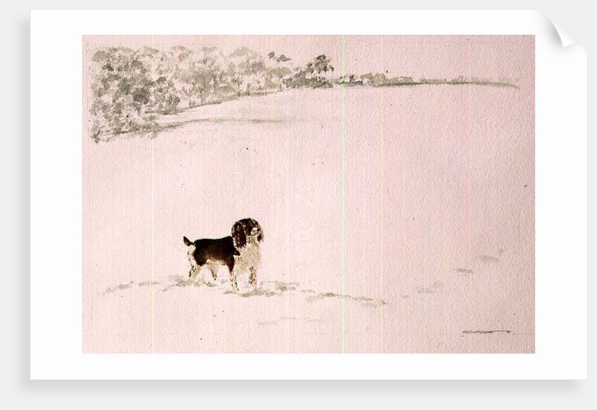 Springer Spaniel in the Snow by Suzi Kennett
