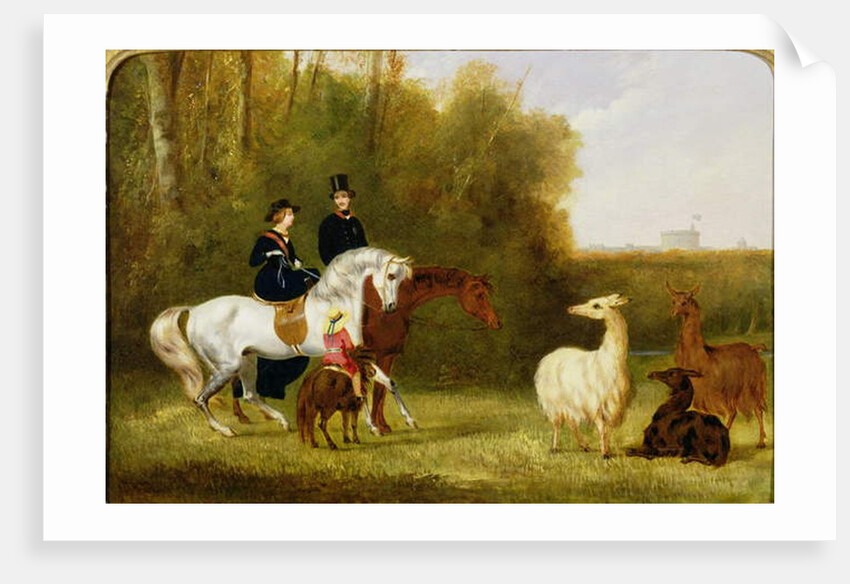 Queen Victoria, Prince Albert and the Prince of Wales at Windsor Park with their Herd of Llamas by English School
