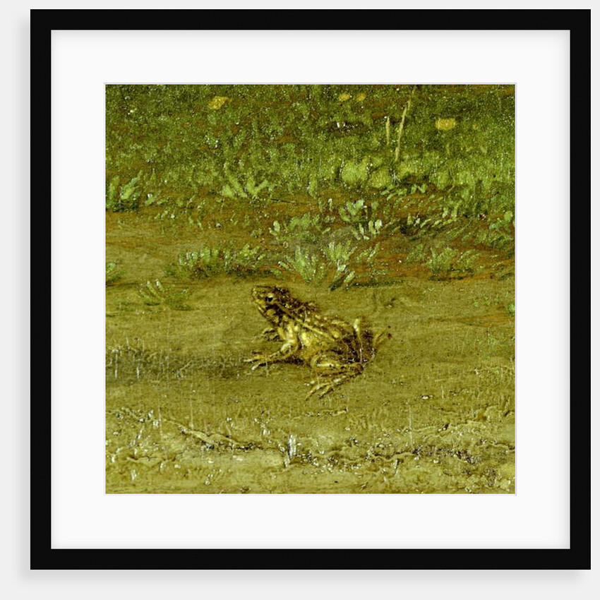 Toad by Paulus Potter