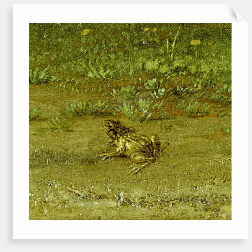 Toad by Paulus Potter