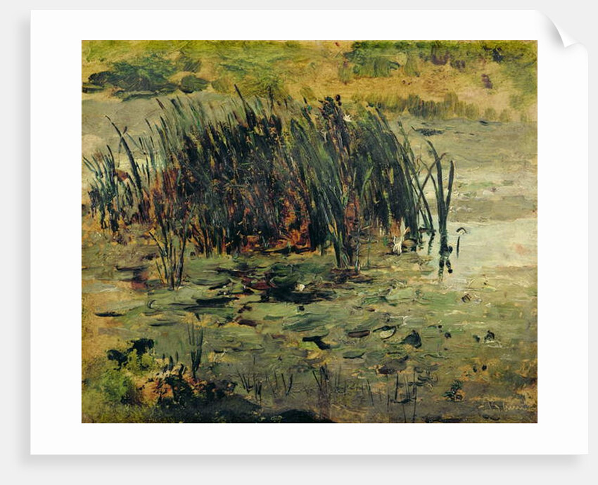 Reeds in Shallow Water by Paul Baum