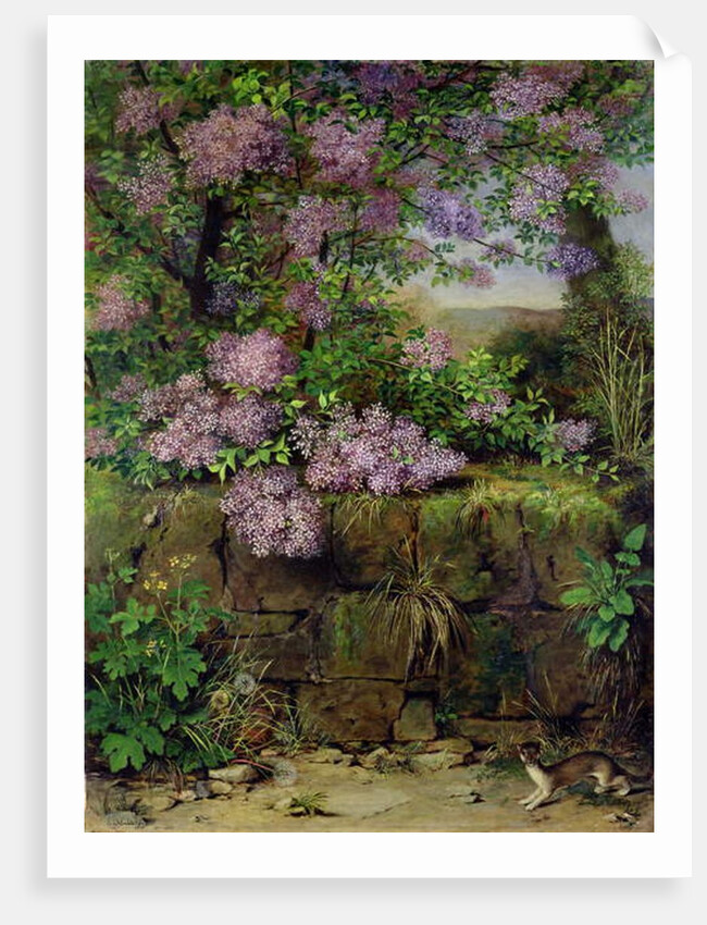Blooming Lilacs in front of a Wall by Emilie von der Embde