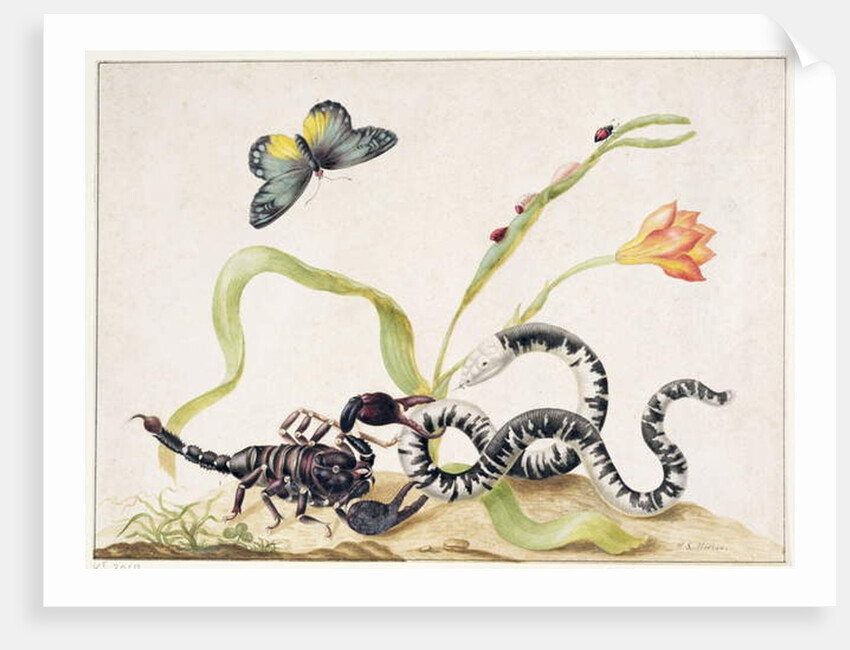 Scorpion and Snake by Maria Sibylla Graff Merian