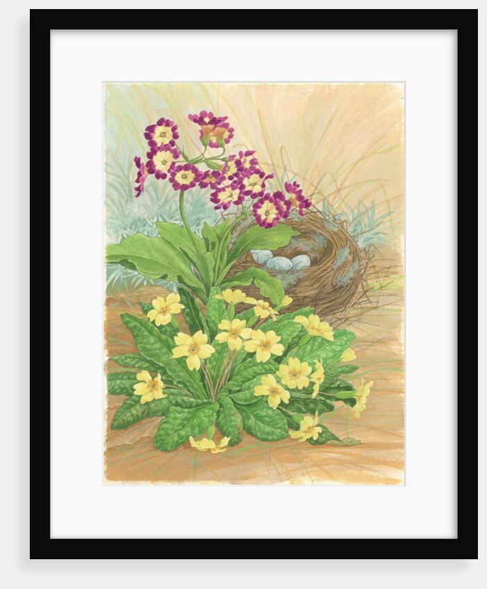 Auricula, Primrose and Nest, 1998 by Linda Benton