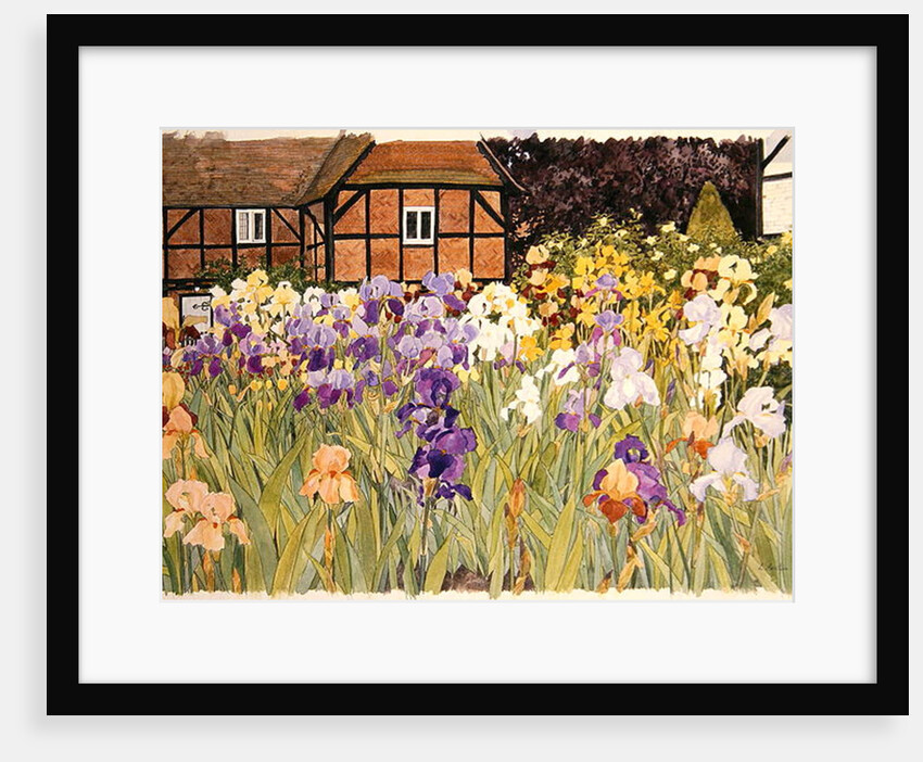 Irises by Linda Benton