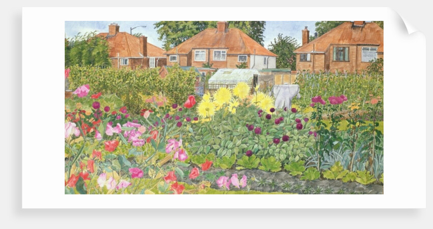 Allotments and Dahlias by Linda Benton