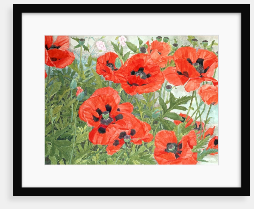 Poppies by Linda Benton