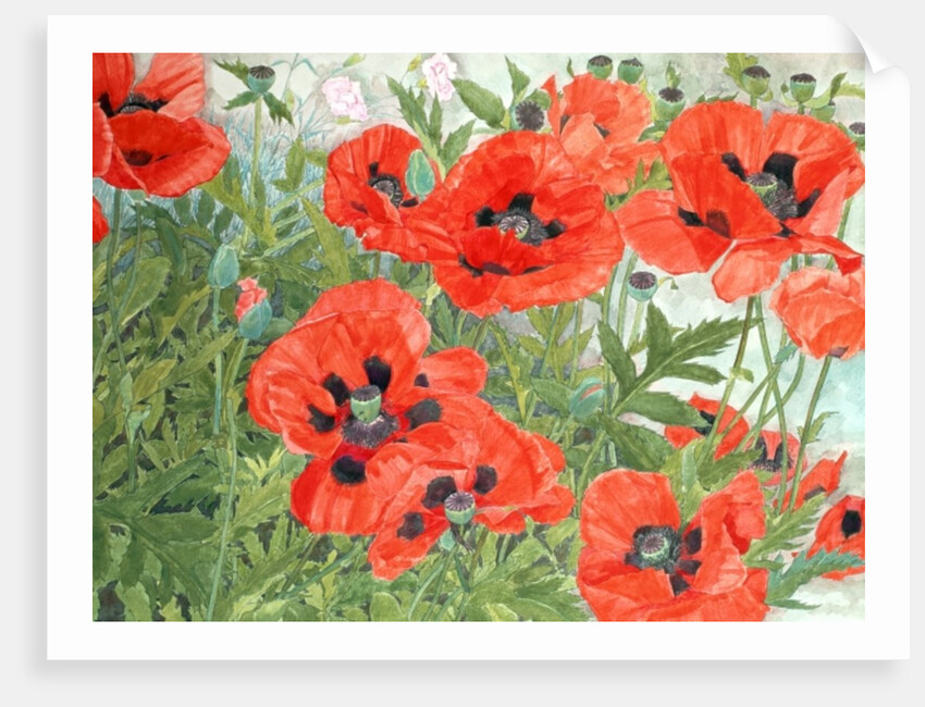 Poppies by Linda Benton
