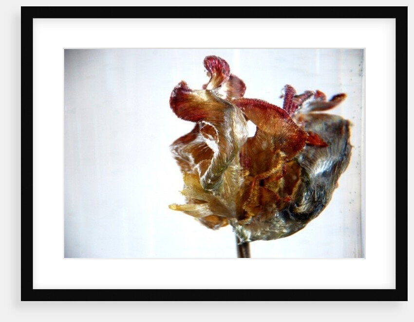 Water Tulip 4, 2013 by Lou Gibbs
