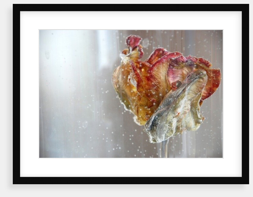 Water Tulip 1, 2013 by Lou Gibbs