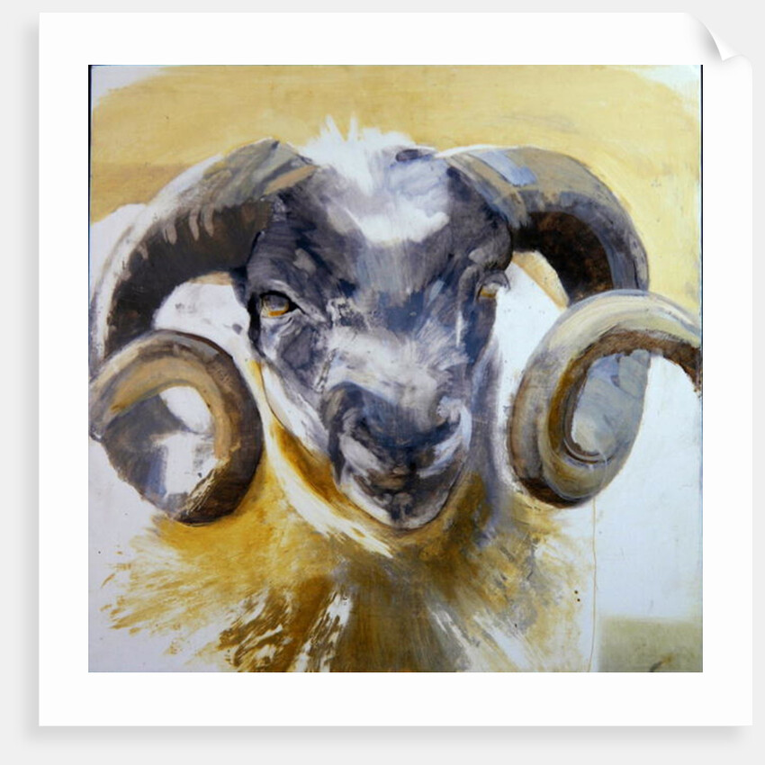 Long Horn Sheep by Lou Gibbs