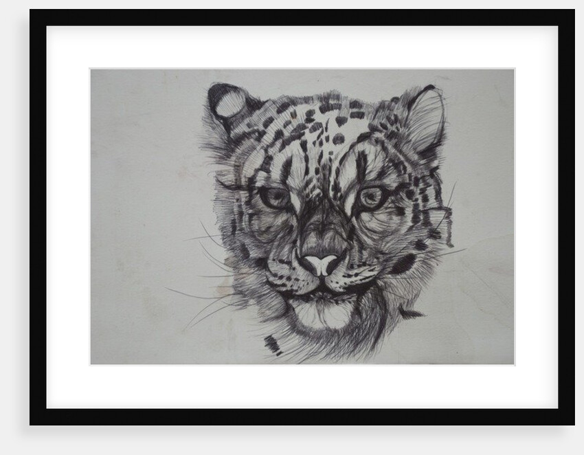 Snow Leopard, 2016 by Lou Gibbs