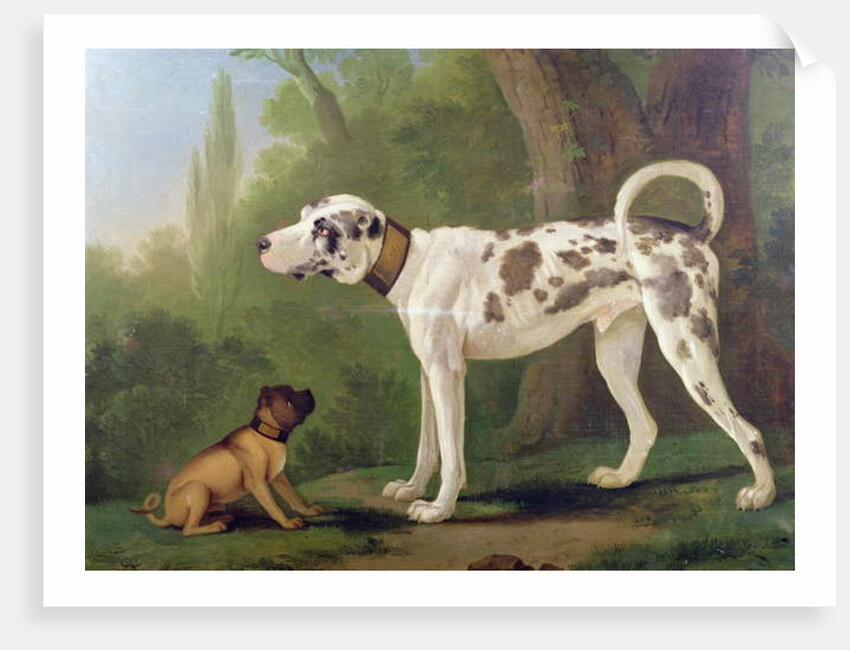 Hound and Terrier by School German