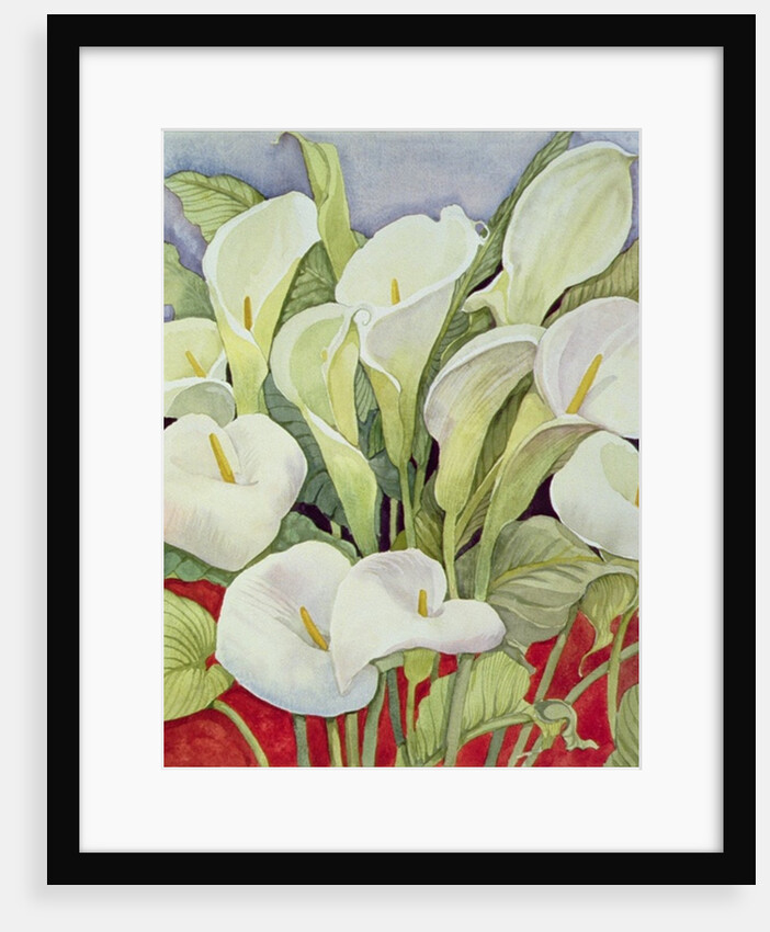 Arum Lillies, 1978 by Lillian Delevoryas