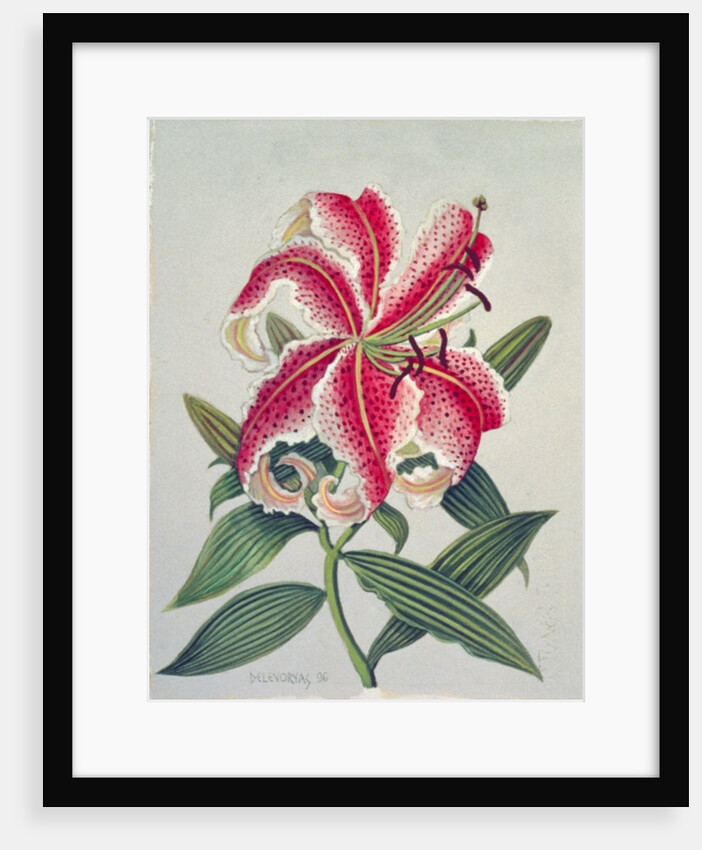 Botanical Lily, 1996 by Lillian Delevoryas