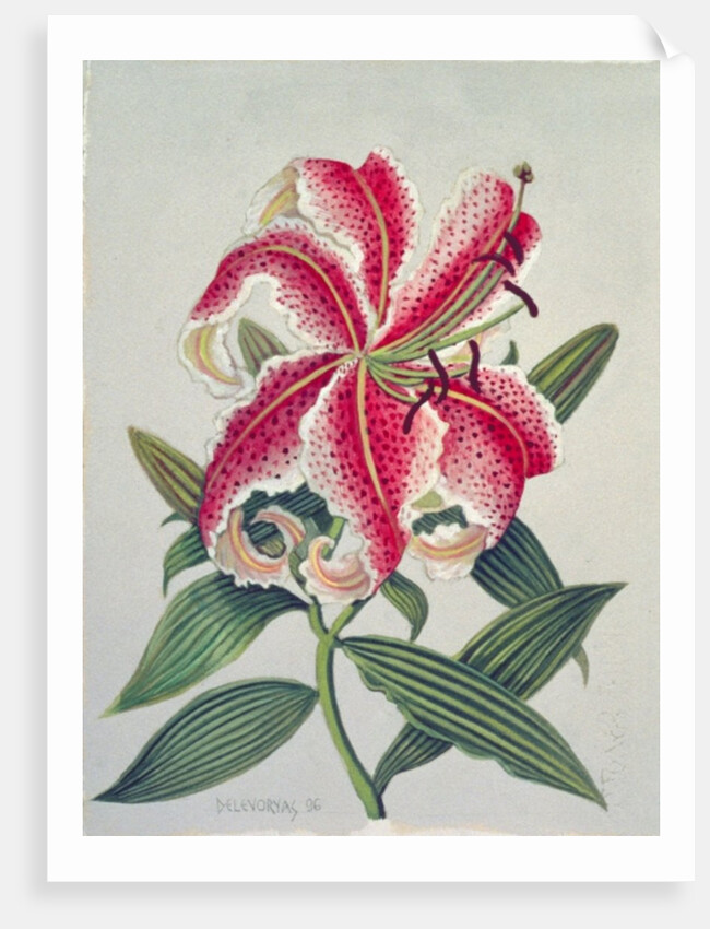 Botanical Lily, 1996 by Lillian Delevoryas