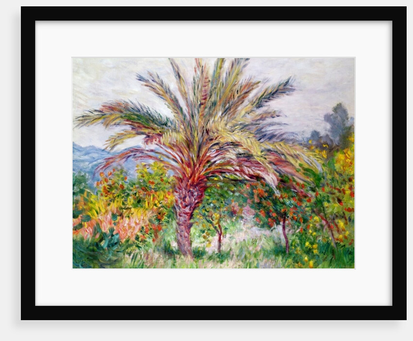 Palm Tree at Bordighera, c.1884 by Claude Monet