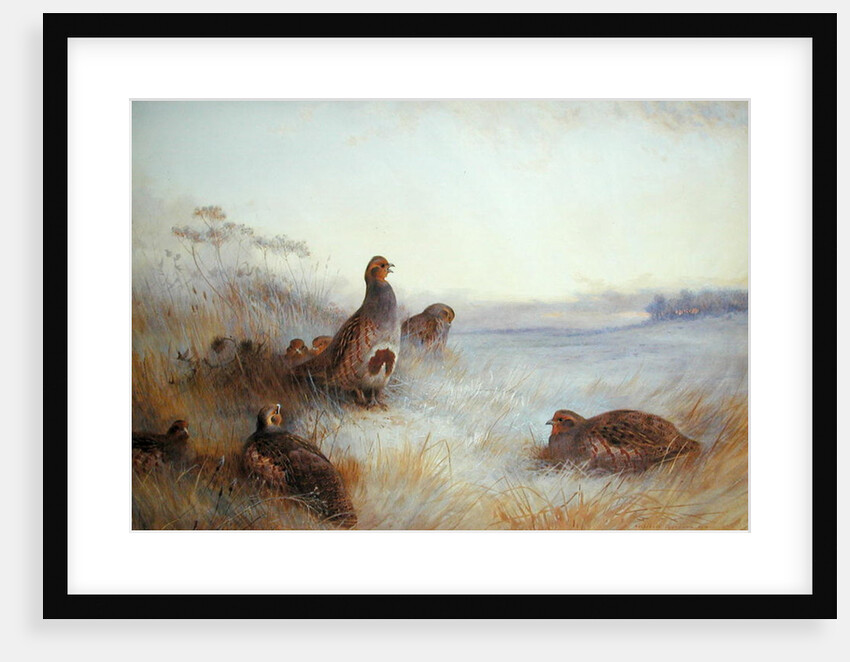Partridges in Early Morning, 1910 by Archibald Thorburn
