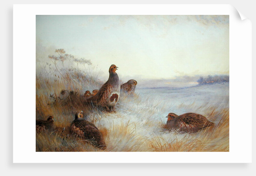 Partridges in Early Morning, 1910 by Archibald Thorburn