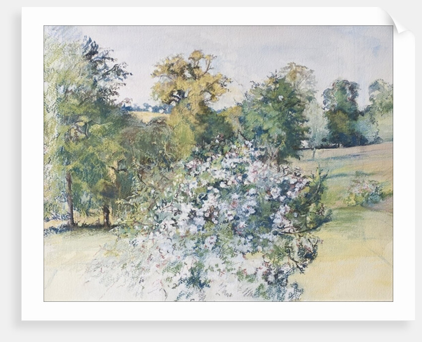 June from Our Window, 2007 by Caroline Hervey-Bathurst