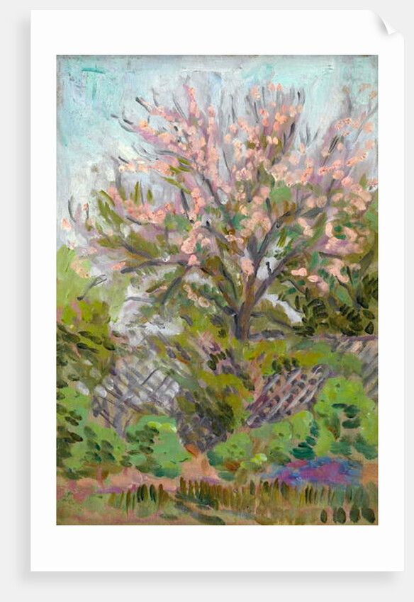 Cherry blossom with trellis fence below by Arthur Haythorne Studd