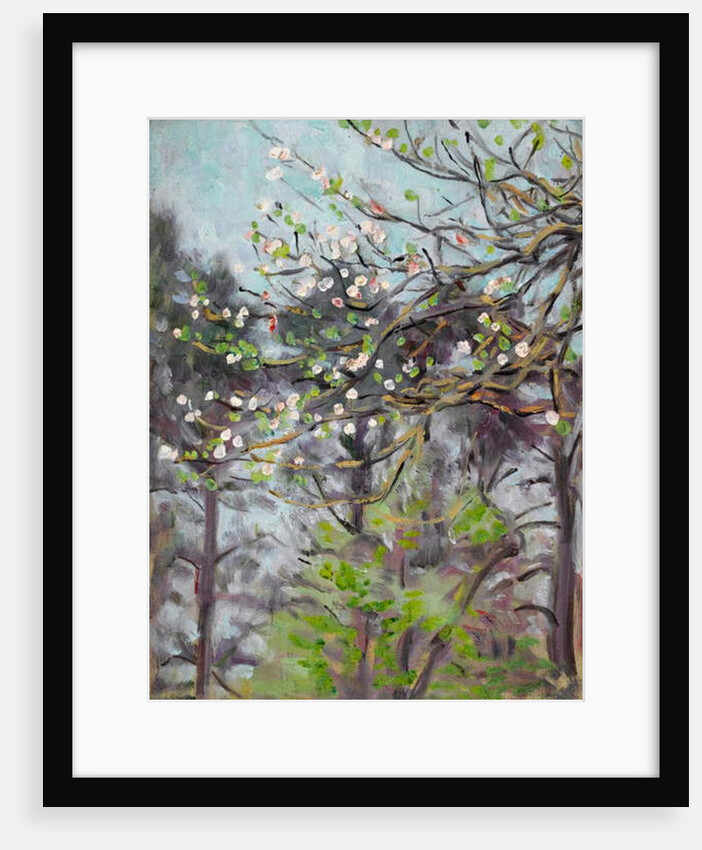 Cherry tree in blossom with pine trees in background by Arthur Haythorne Studd