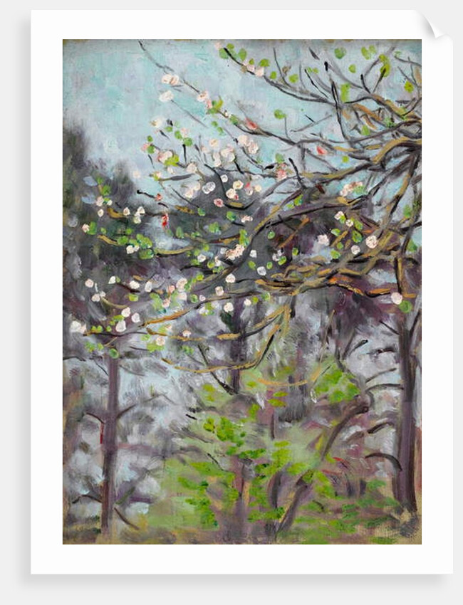 Cherry tree in blossom with pine trees in background by Arthur Haythorne Studd