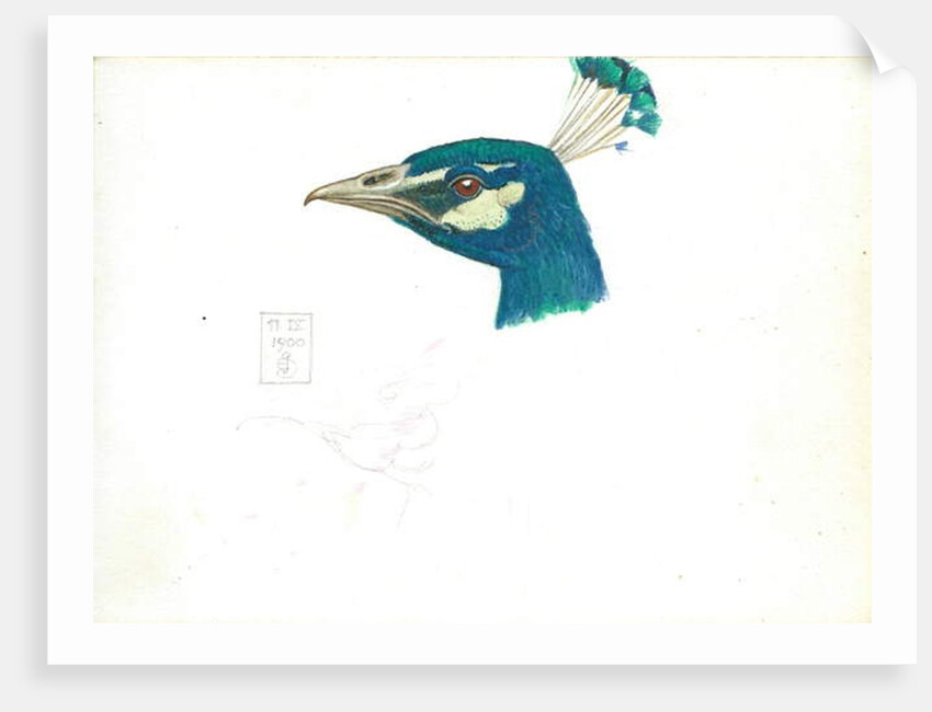 Head of a Peacock, 11 IX, 1900 by Joseph Edward Southall