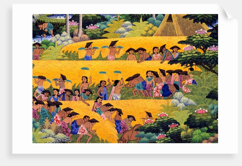 Rice Harvest, Bali by Anonymous